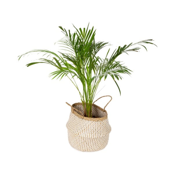 Кошница за съхранение от светла морска трева , ⌀ 35 cm Zic Zac - Compactor-image-4