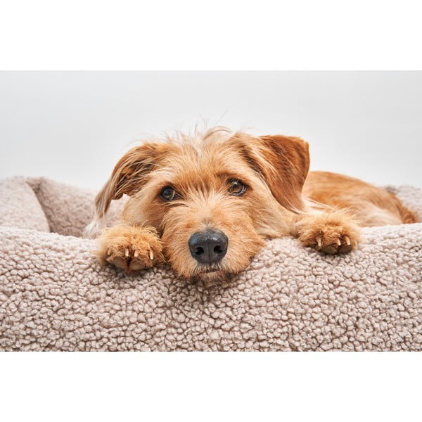 Бежово легло за куче от плат букле 71x91 cm Senso Greige M – MiaCara-image-1