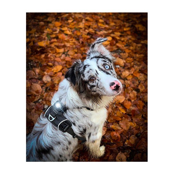 LED светлина за яка Dark - Orbiloc-image-3