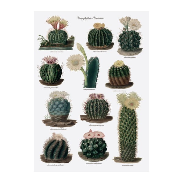 Utěrka na nádobí Magpie Botanical Cactus