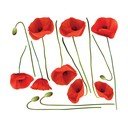 Комплект стикери за стена Vermeil Poppies, 60 x 70 cm - Ambiance