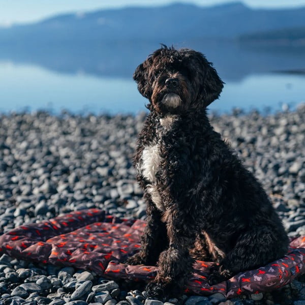 Кафяво легло за пътуване за куче 45x60 cm Outdoor Chill Pad Mocha S – P.L.A.Y.-image-4