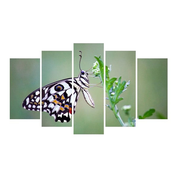 Картина от няколко части върху платно Животинска пеперуда - Unknown