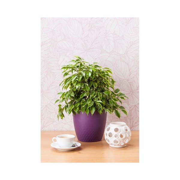 Лилава саксия за цветя Perla, ø 19 cm - Plastia-image-1