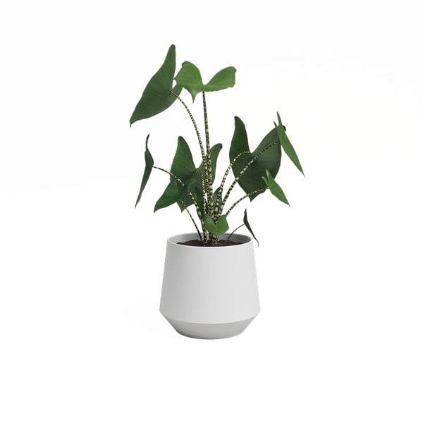 Керамична саксия за цветя ø 17 cm Aurora – Artevasi-image-3