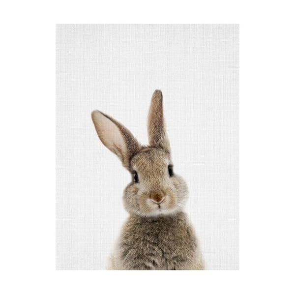 Plakát Blue-Shaker Baby Animals Rabbit, 30 x 40 cm