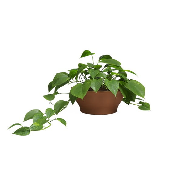 Теракотена саксия за цветя ø 23 cm Saramago – Artevasi-image-2