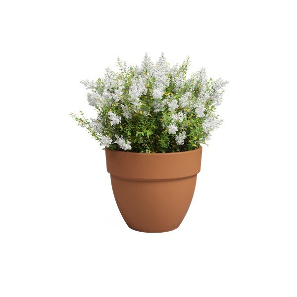 Теракотена саксия за цветя ø 40 cm Amalia Campana – Artevasi-image-2