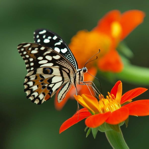 Obraz Obědová motýlí pauza, 60x60 cm
