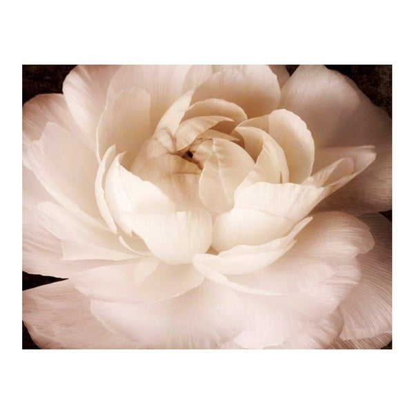Obraz DecoMalta Rose, 65 x 50 cm