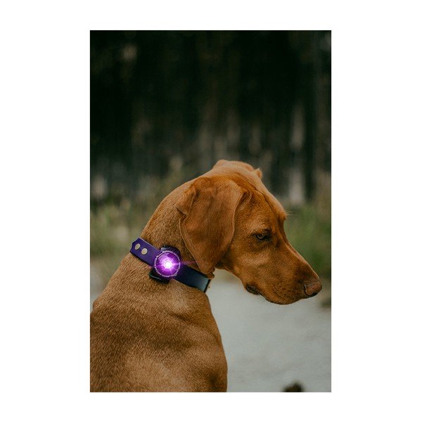 LED светлина за яка Purple - Orbiloc-image-4