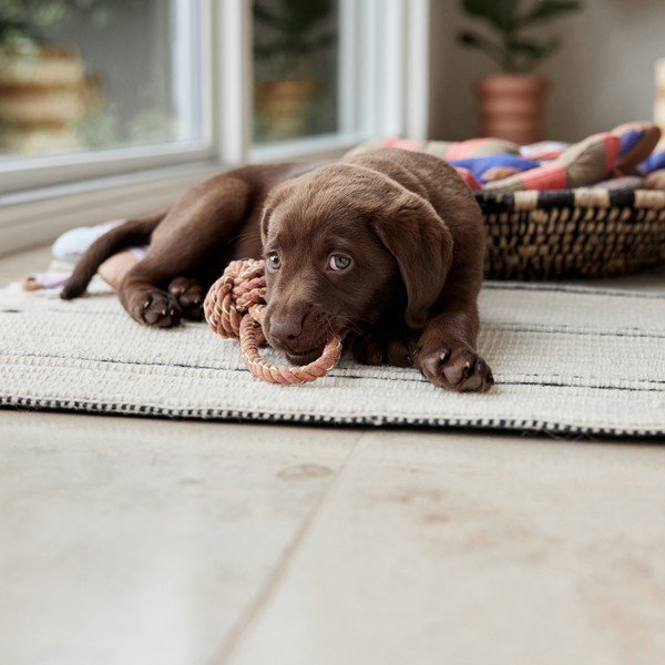 Играчка за куче Otto – OYOY Living Design-image-3