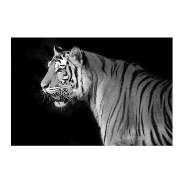 Obraz Ixia Tiger, 120 x 80 cm