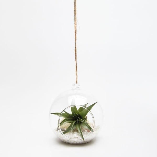 Závěsné terárium s rostlinami Urban Botanist Globe Mini
