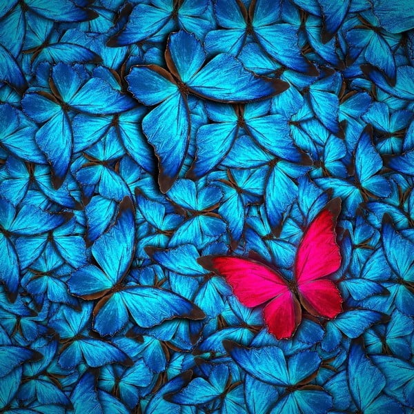 Стъклена картина Azul Butterfly, 30 x 30 cm - Insigne