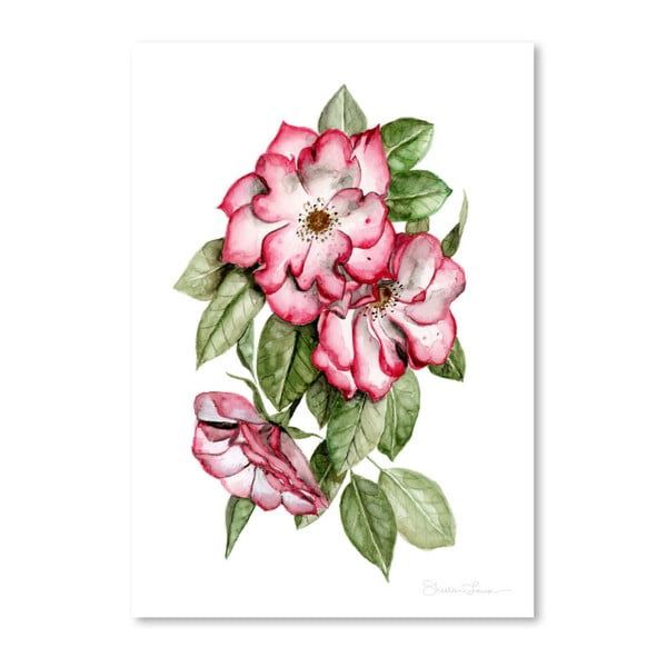Плакат Portland Roses от Шилин Луиз, 30 x 42 cm - Americanflat