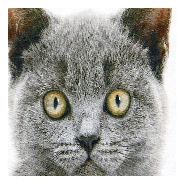Polštář Mars&More British Shorthair, 50 x 50  cm-image-1