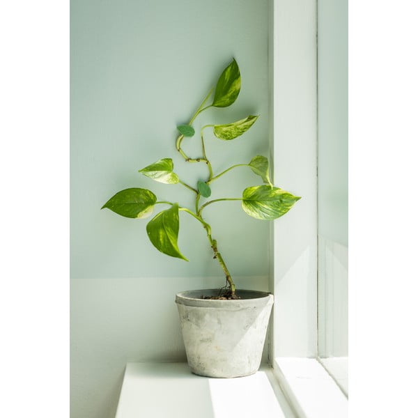 Цветарник 10 бр. от рециклирана пластмаса (височина 3 cm) – Esschert Design-image-1