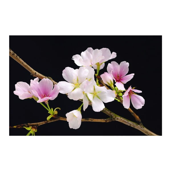 Maxi plakát Cherry Blossoms, 175x115 cm