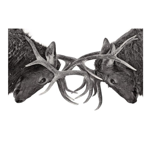 Obraz DecoMalta Deer, 80 x 60 cm
