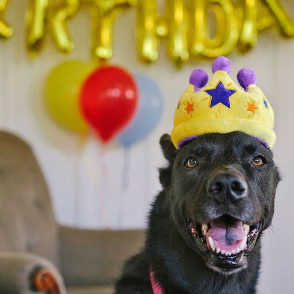 Играчка за куче Royal Crown - P.L.A.Y.-image-1