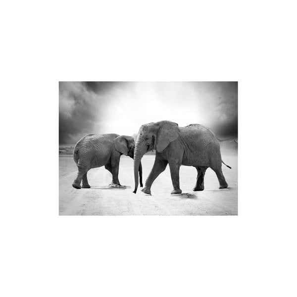 Obraz Elephants, 60x80 cm