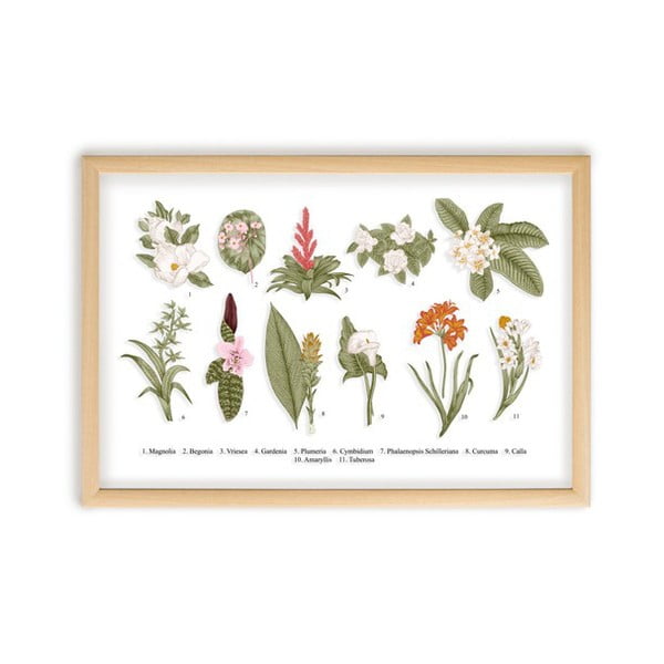 Картина с рамка от борова дървесина , 50 x 70 cm Botanical Flowers - Surdic