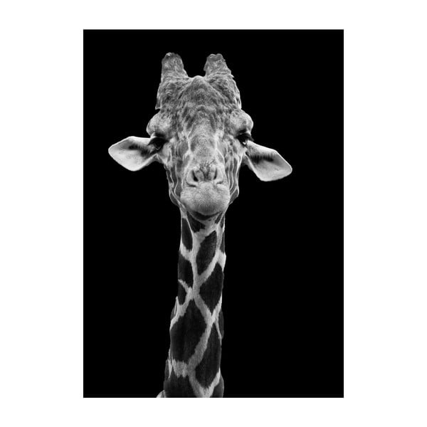 Плакат Жираф, 40 x 30 cm - Imagioo