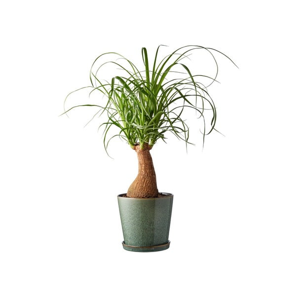 Глинено покритие за кашпа ø 14 cm Gastro Green/Black – Bitz-image-1