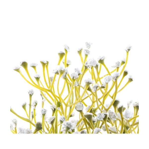 Изкуствено растение (височина 27 cm) Babi – Restilo-image-2