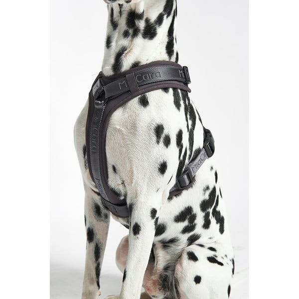 Тъмносива каишка L дължина 42 cm Modena Asphalt L – MiaCara-image-2