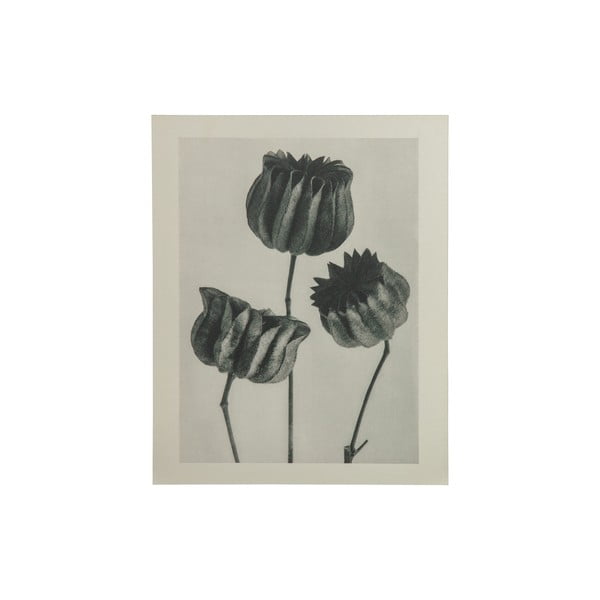 Бежово и сиво живопис Произведения на изкуството Poppy Artwork Plantstudie - BePureHome