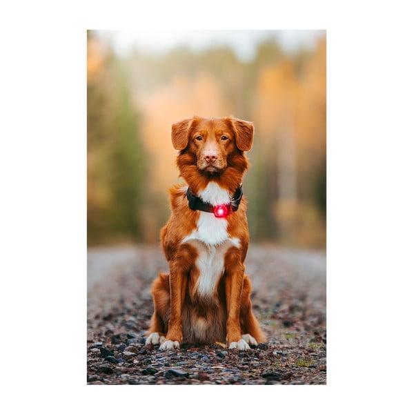 LED светлина за яка Red - Orbiloc-image-3