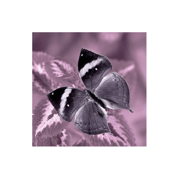 Obraz na skle Motýl II, 30x30 cm