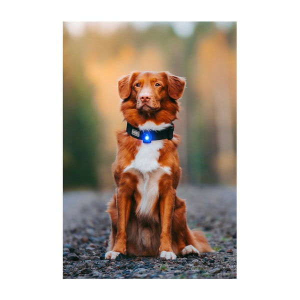 LED светлина за яка Blue - Orbiloc-image-4