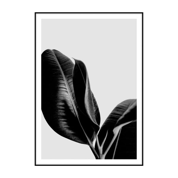 Плакат Ficus, 40 x 30 cm - Imagioo