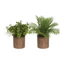 Изкуствени растения в комплект от 2 бр. (височина 22 cm) – Casa Selección