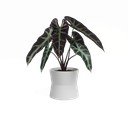 Керамична саксия за цветя ø 14 cm Diana – Artevasi