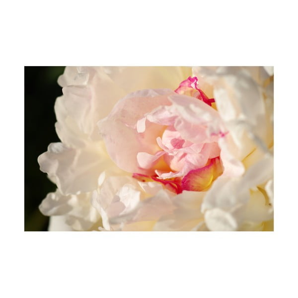 Fotoobraz Růžovobílý květ, 40x60 cm, exkluzivní edice