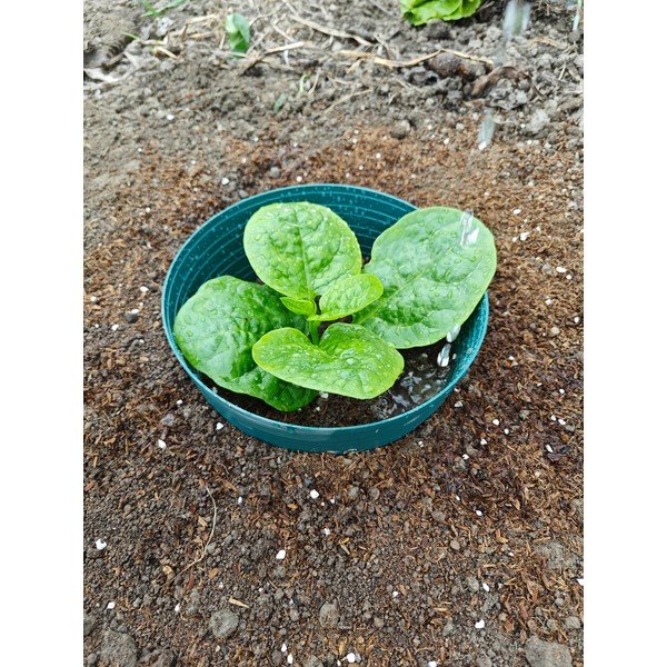 Напоителен пръстен – Garden Pleasure-image-1