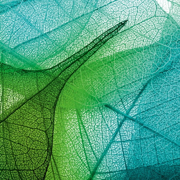 Obraz Krajka z listí, 60x60 cm