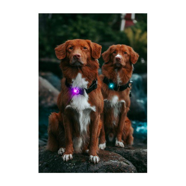 LED светлина за яка Purple - Orbiloc-image-3