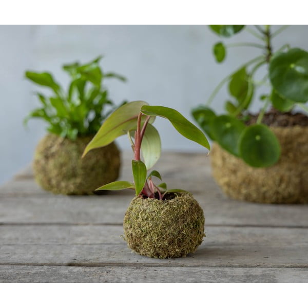 Саксия за цветя ø 9 cm Kokedama – Esschert Design-image-2