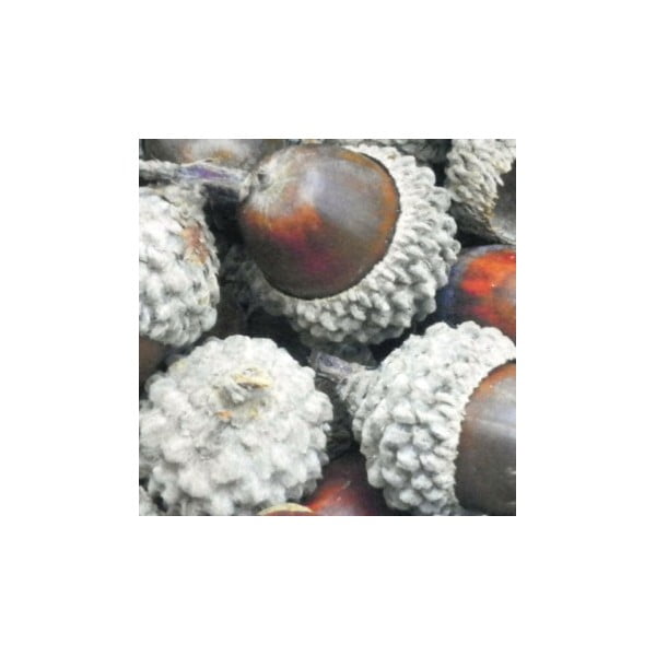 Předložka Acorn 75x50 cm-image-1