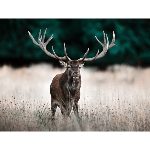 Живопис 85x113 cm Deer - Styler