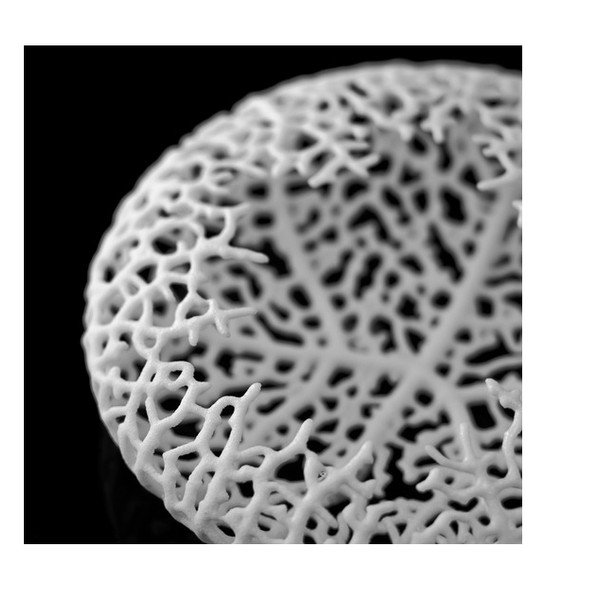 Brož Hyphae White-image-2