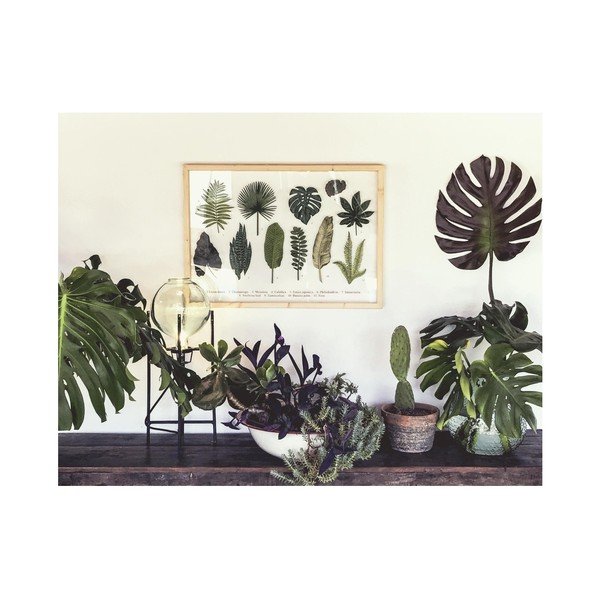 Картина с рамка от борова дървесина Ръководство за листа, 50 x 70 cm Leaves Guide - Surdic-image-1
