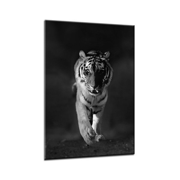 Изображение Glasspik Животни Тигър, 70 x 100 cm - Styler