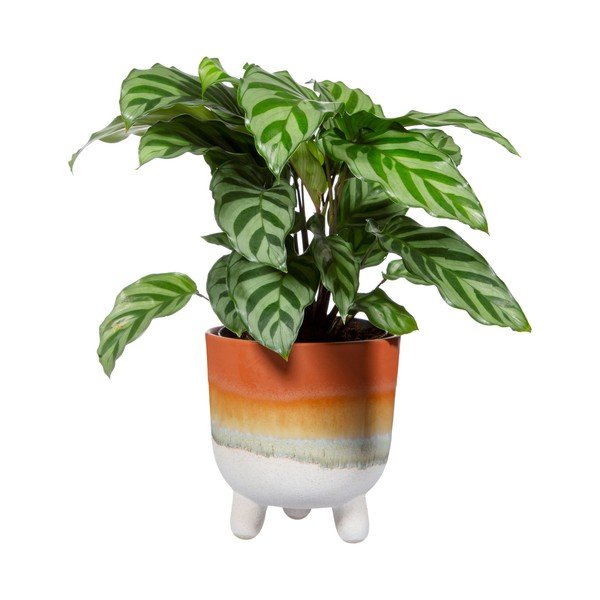 Саксия за цветя от теракота Bohemian Home , ø 11,7 cm Mojave - Sass & Belle-image-2