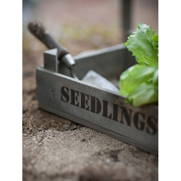 Přepravka na sazeničky ze smrkového dřeva Garden Trading Seedlings-image-1